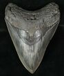 Nice Fossil Megalodon Tooth - Serrated #13374-1